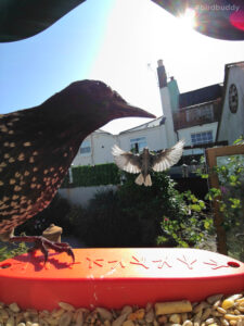a starling sitting on the edge of a bird feeder as another comes in to land